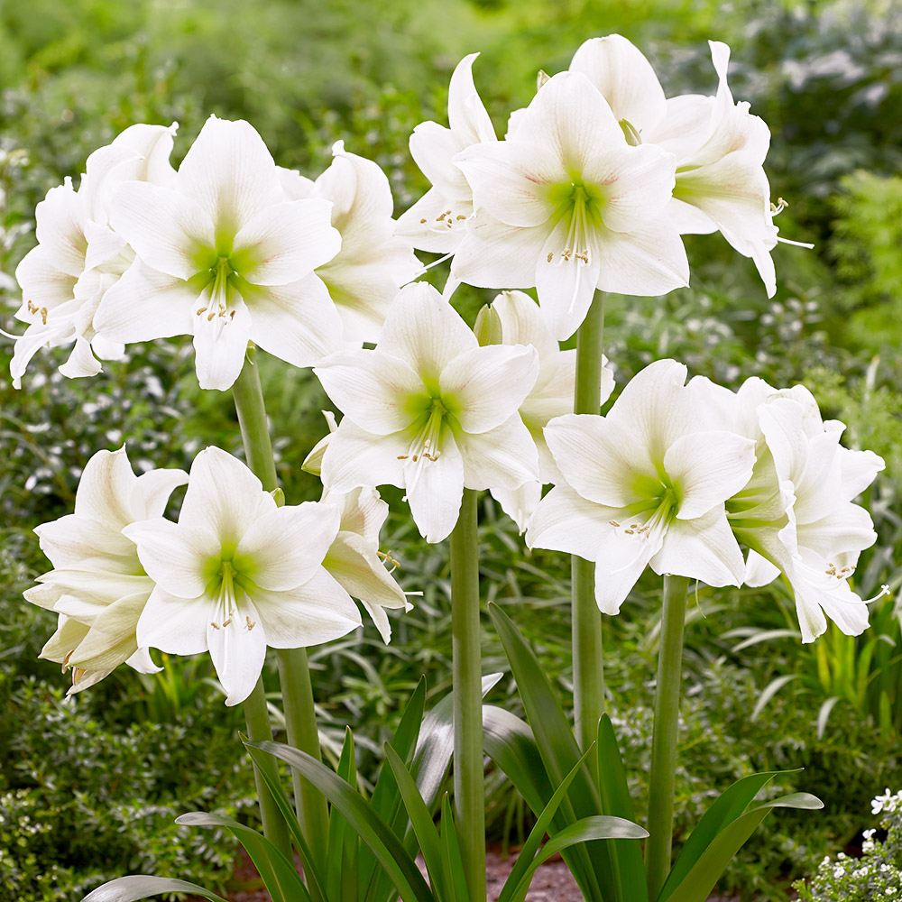 春植え球根 アマリリス マウントエベレスト 1球