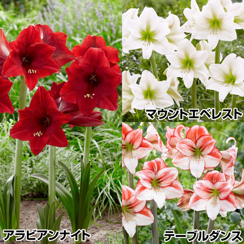 春植え球根 アマリリスセット 3種3球