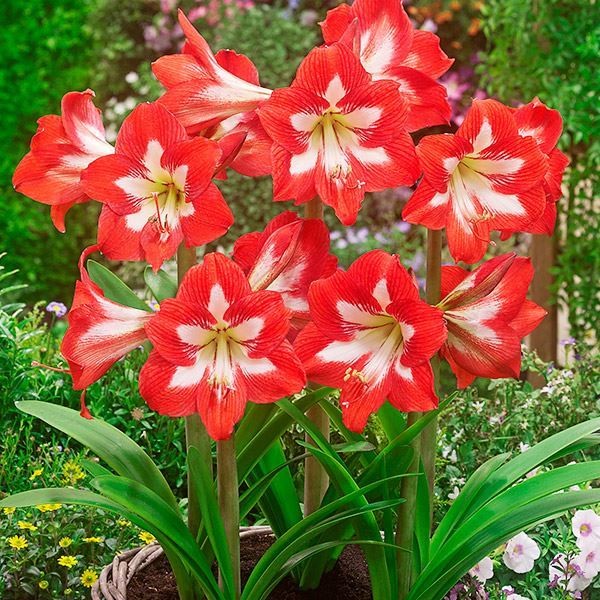 春植え球根 耐寒性ミニアマリリス アイキャッチャー 1球