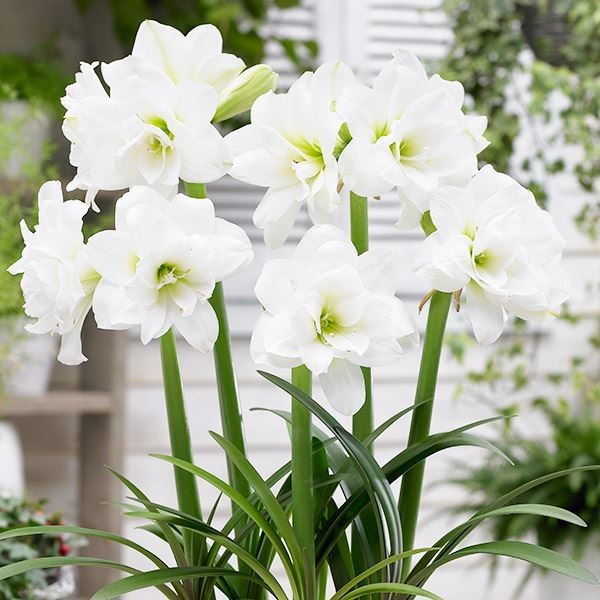 春植え球根 耐寒性ミニアマリリス アラスカ 1球