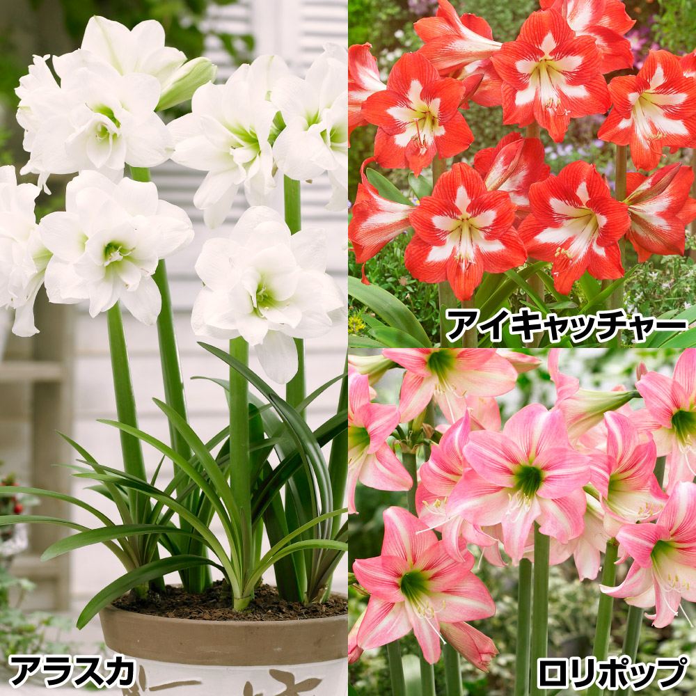 春植え球根 耐寒性ミニアマリリスセット 3種3球
