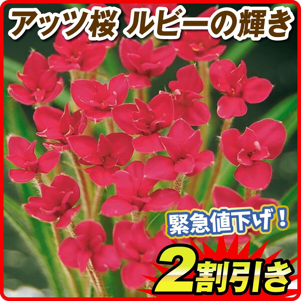 春植え球根 アッツ桜 ルビーの輝き 限定特価
