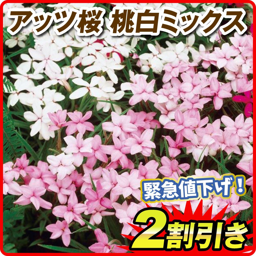 春植え球根 アッツ桜 桃白ミックス(無選別) 限定特価