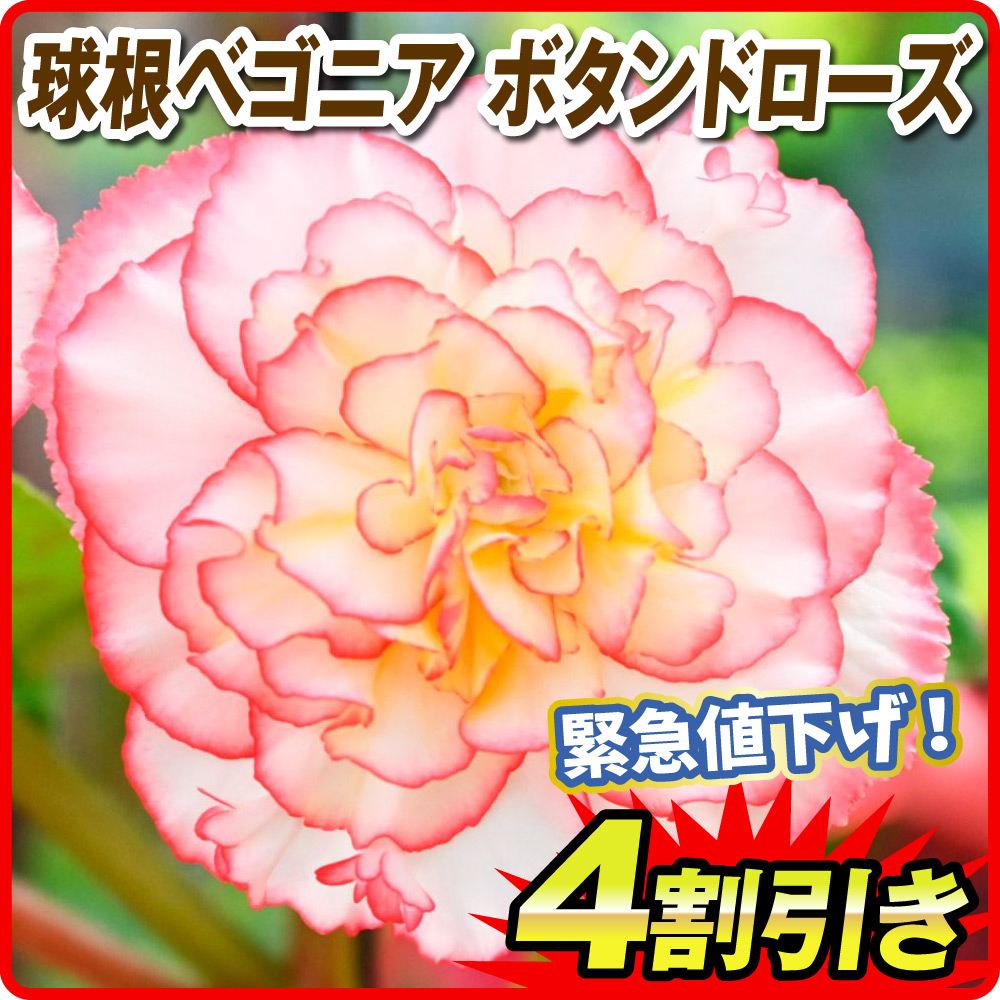 春植え球根 球根ベゴニア ボタン ド ローズ 3球 限定特価