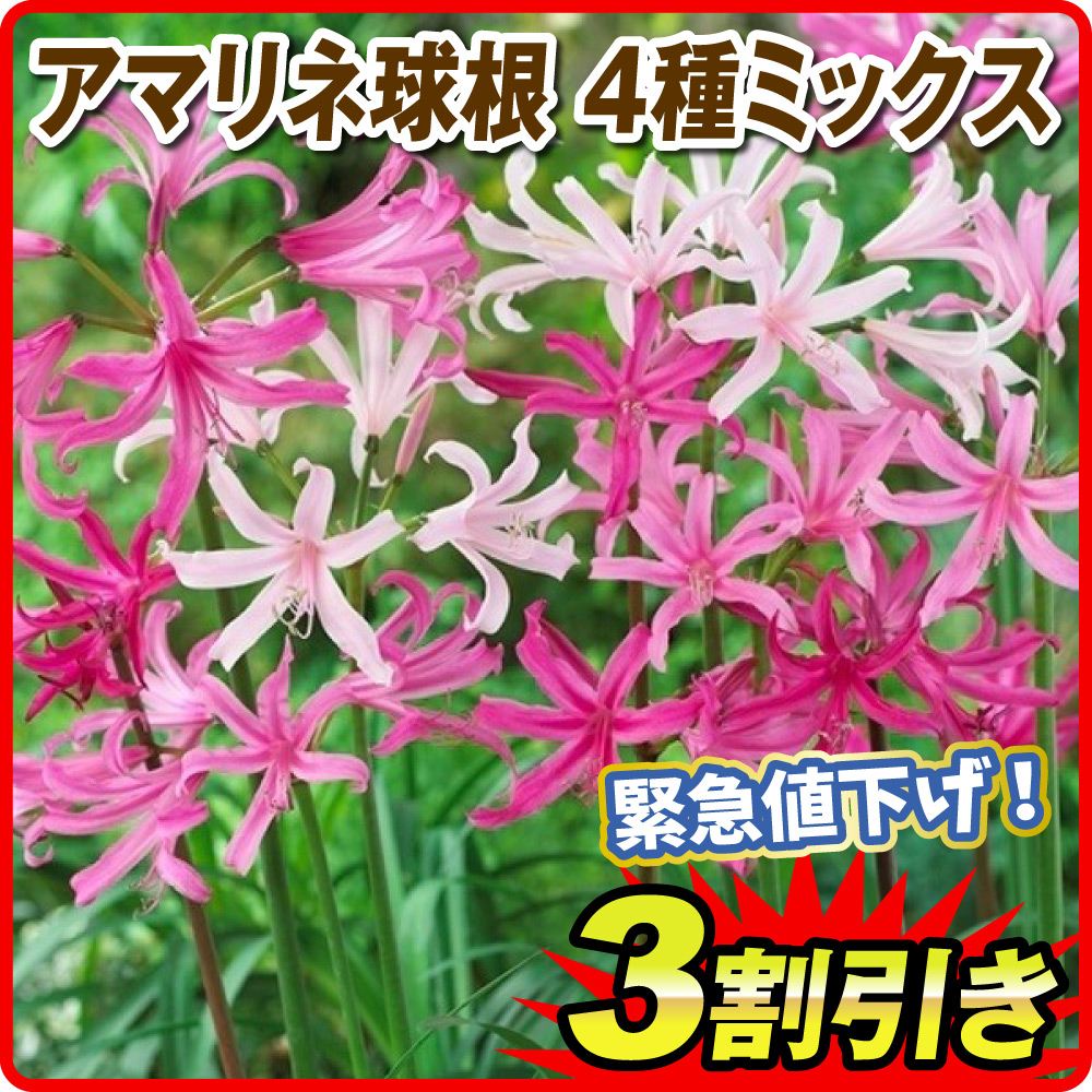春植え球根 アマリネ 4種ミックス 4球 (無選別) 限定特価