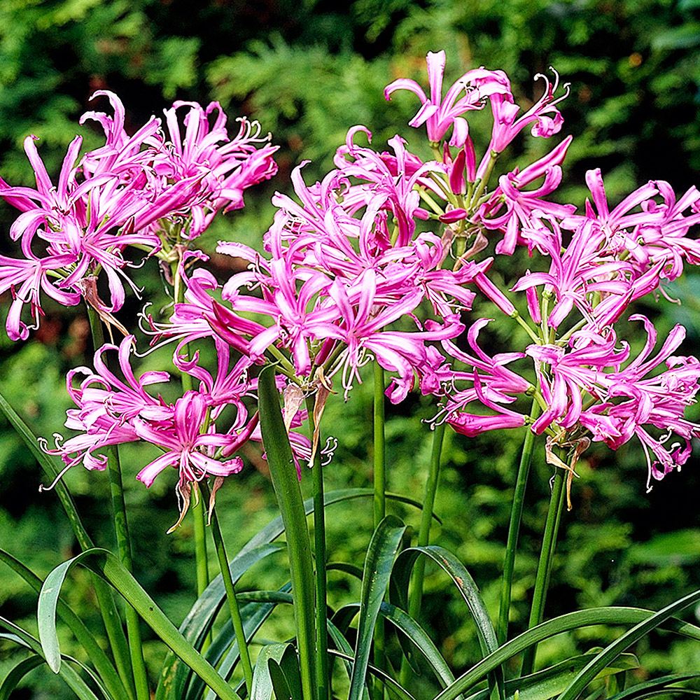 春植え球根 ネリネ ボーデニー
