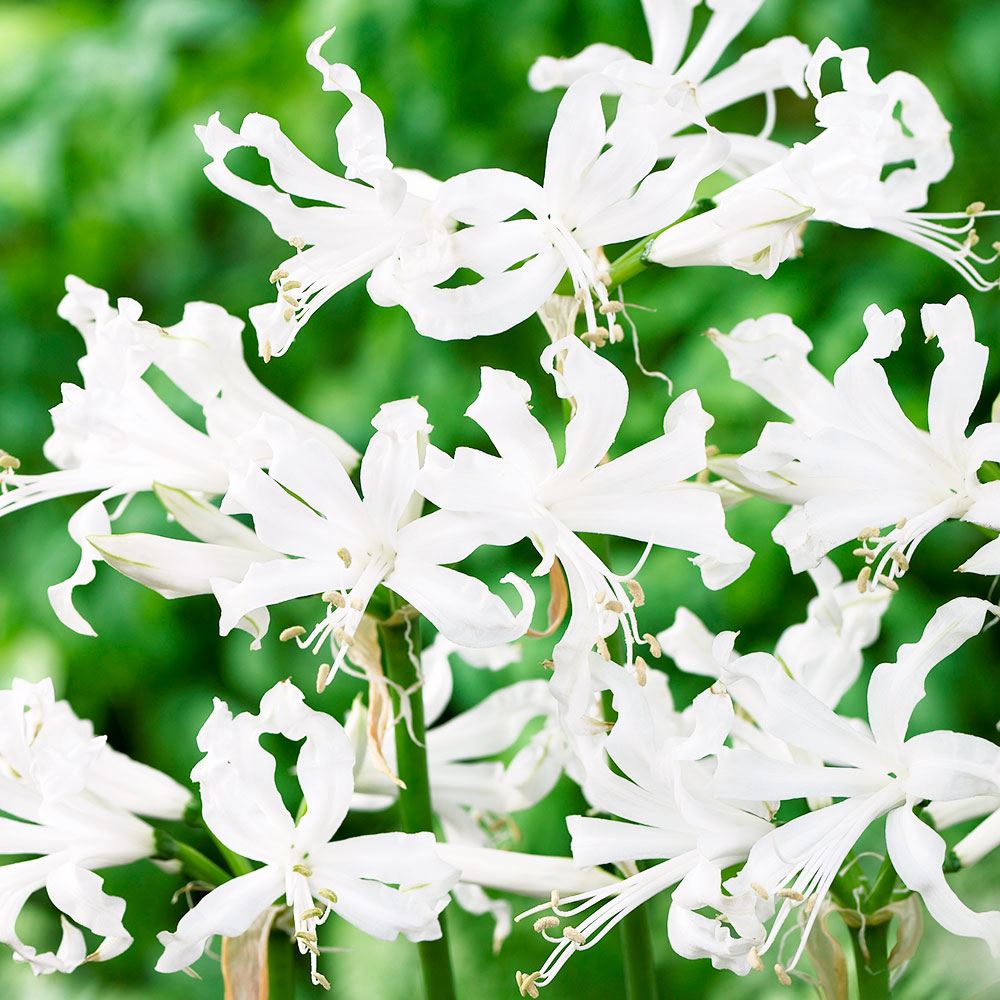 春植え球根 ネリネ アルバ