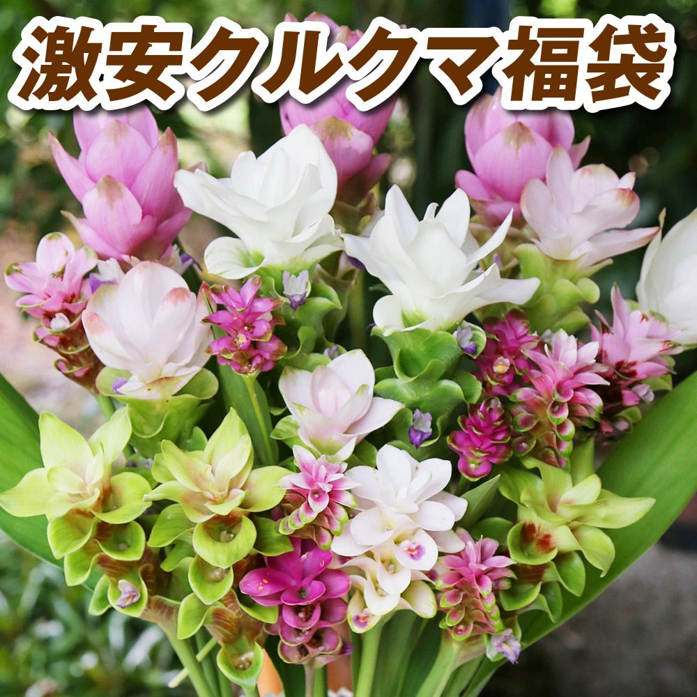 春植え球根 激安クルクマ福袋