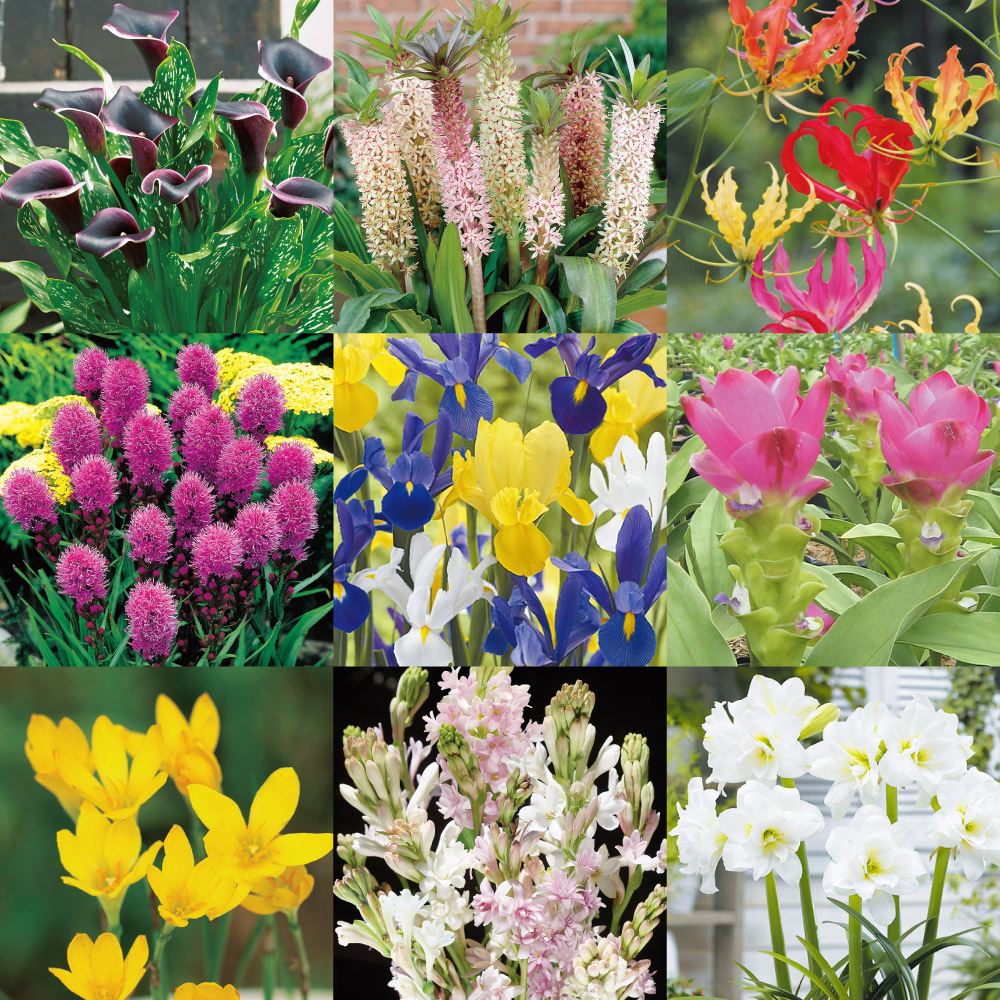 球根 春植え球根福袋(品種見計らい・名称付き)