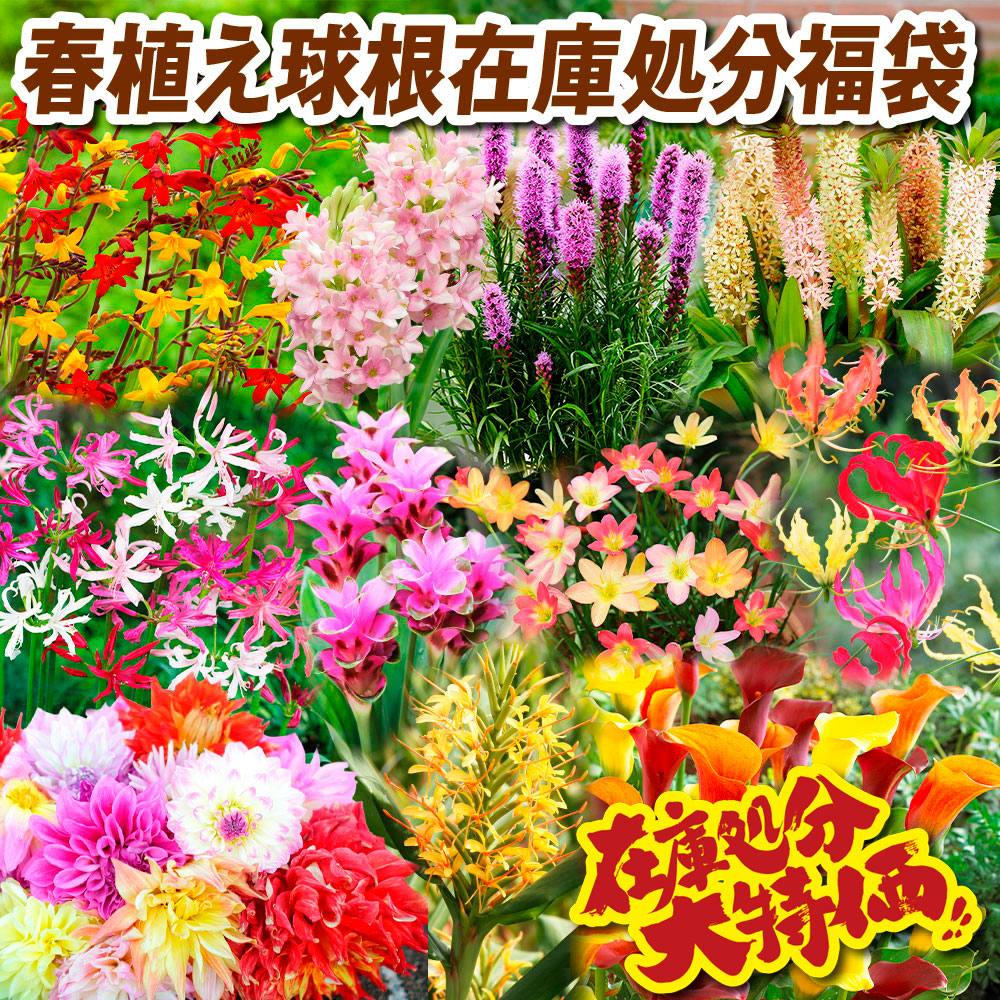 春植え球根 春植え球根在庫処分福袋 送料込み