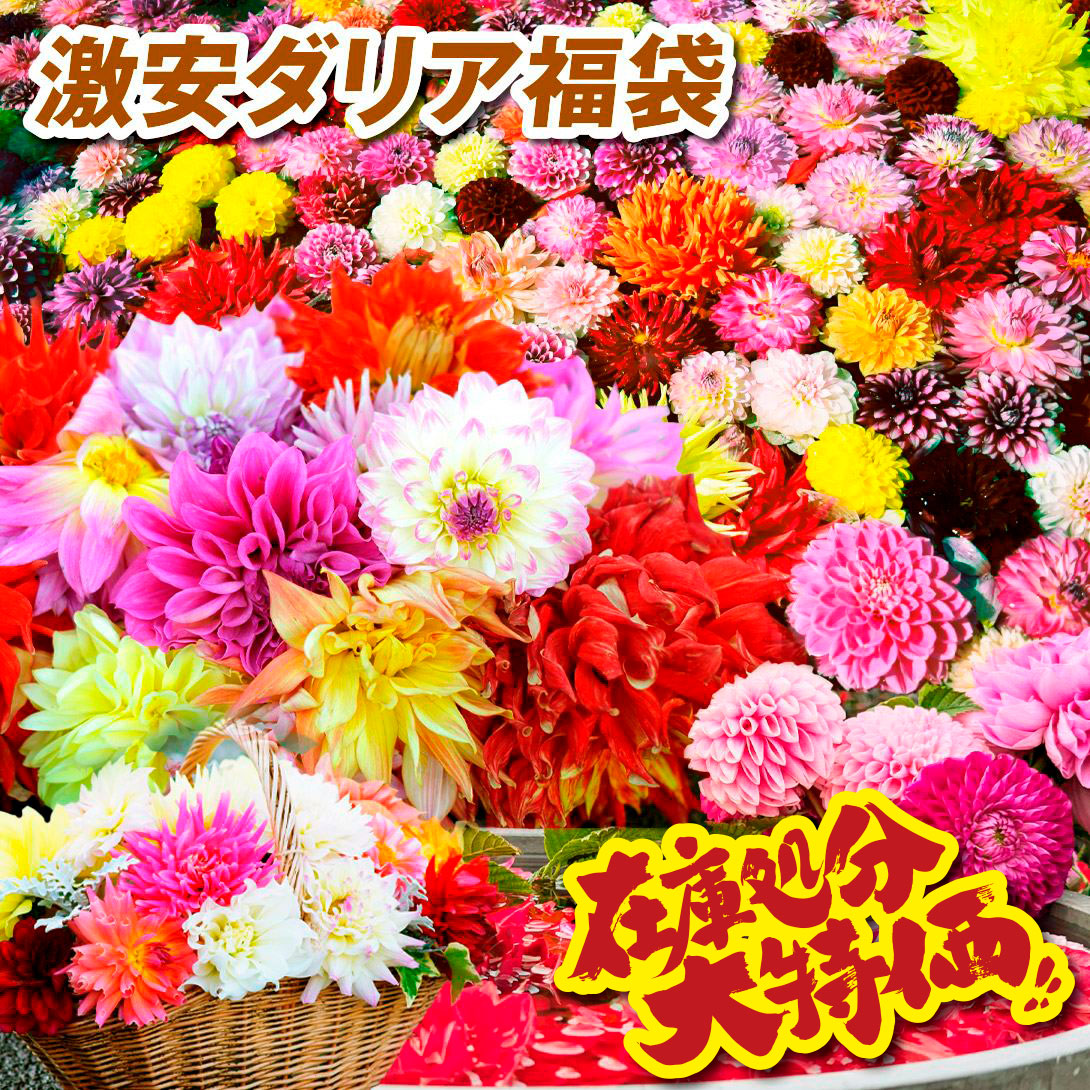春植え球根 激安ダリア在処分福袋 送料込み