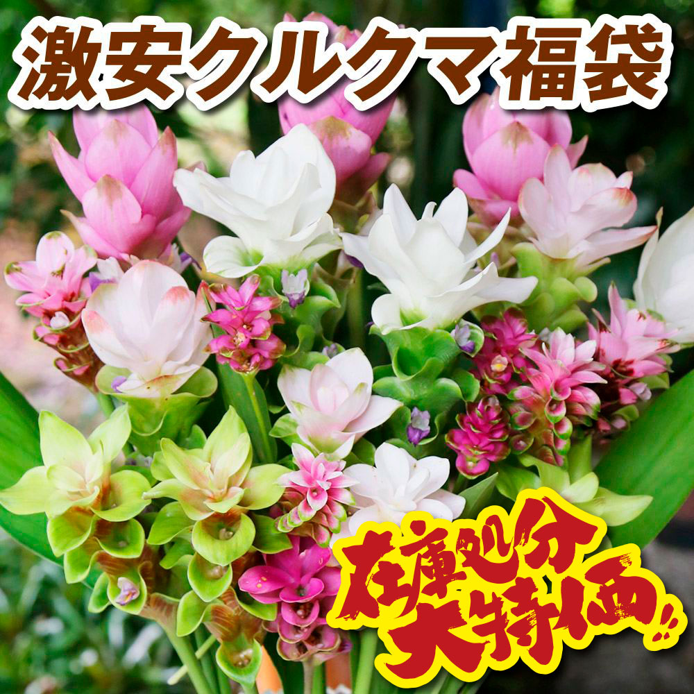 春植え球根 激安クルクマ在庫処分福袋 送料込み