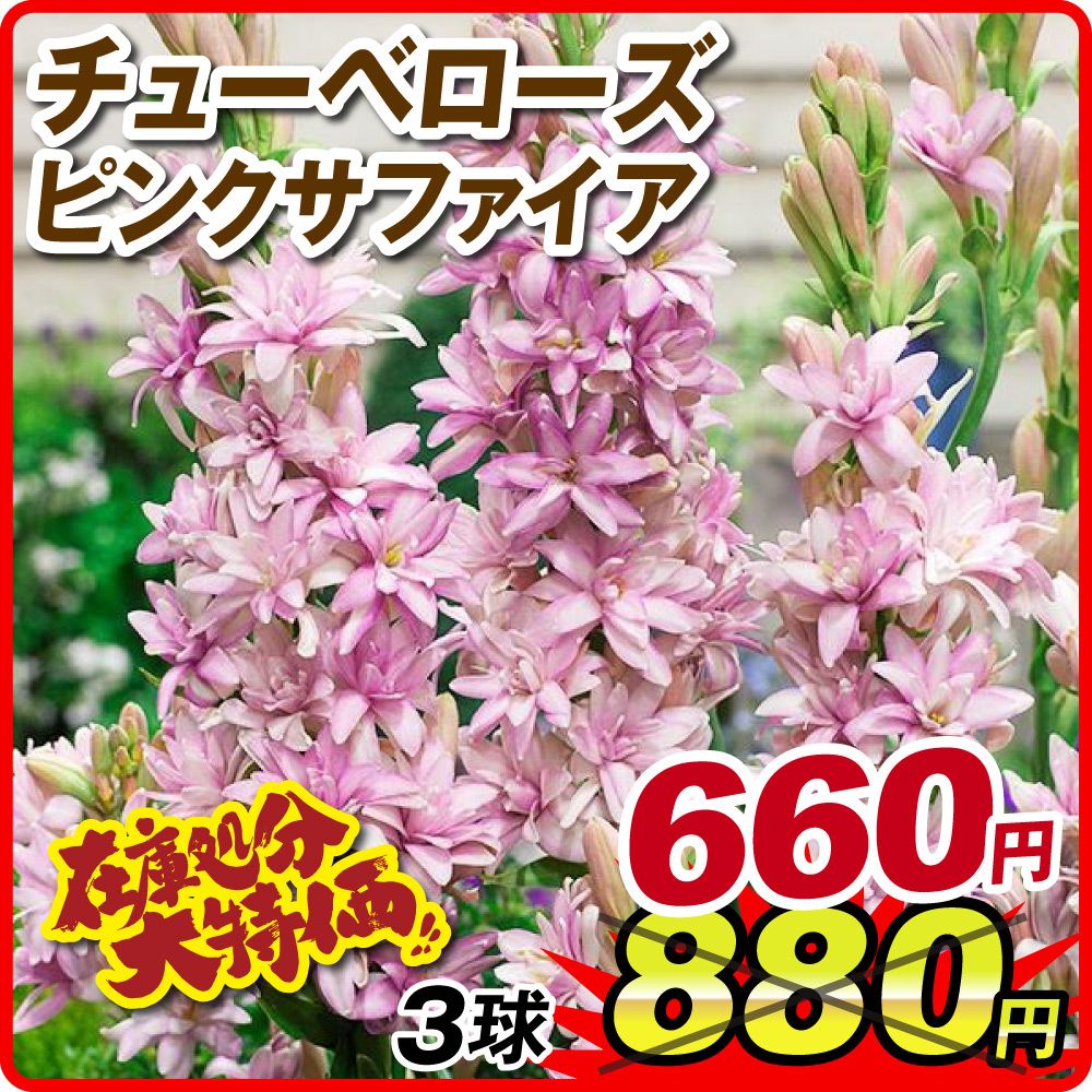 春植え球根 チューベローズ ピンクサファイア 3球 在庫処分