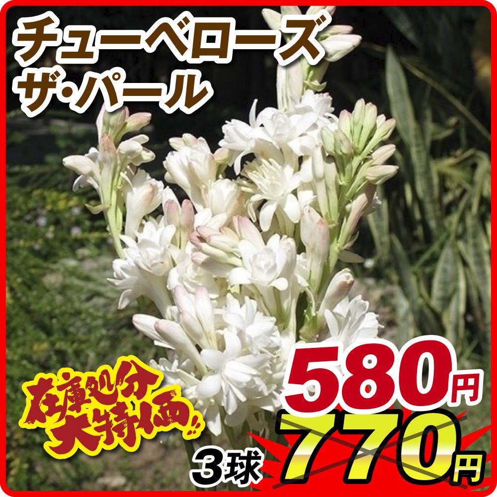 春植え球根 チューベローズ ザ・パール 3球 在庫処分