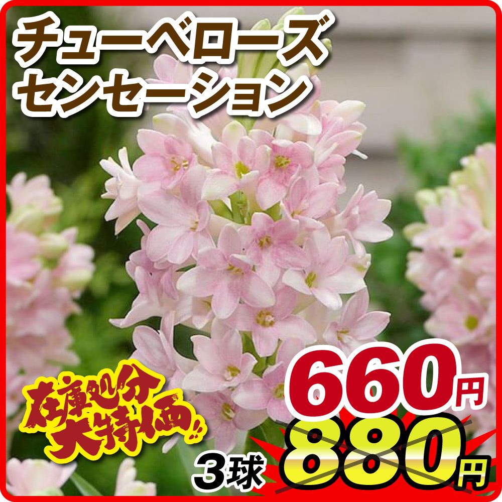 春植え球根 チューベローズ センセーション 3球 在庫処分