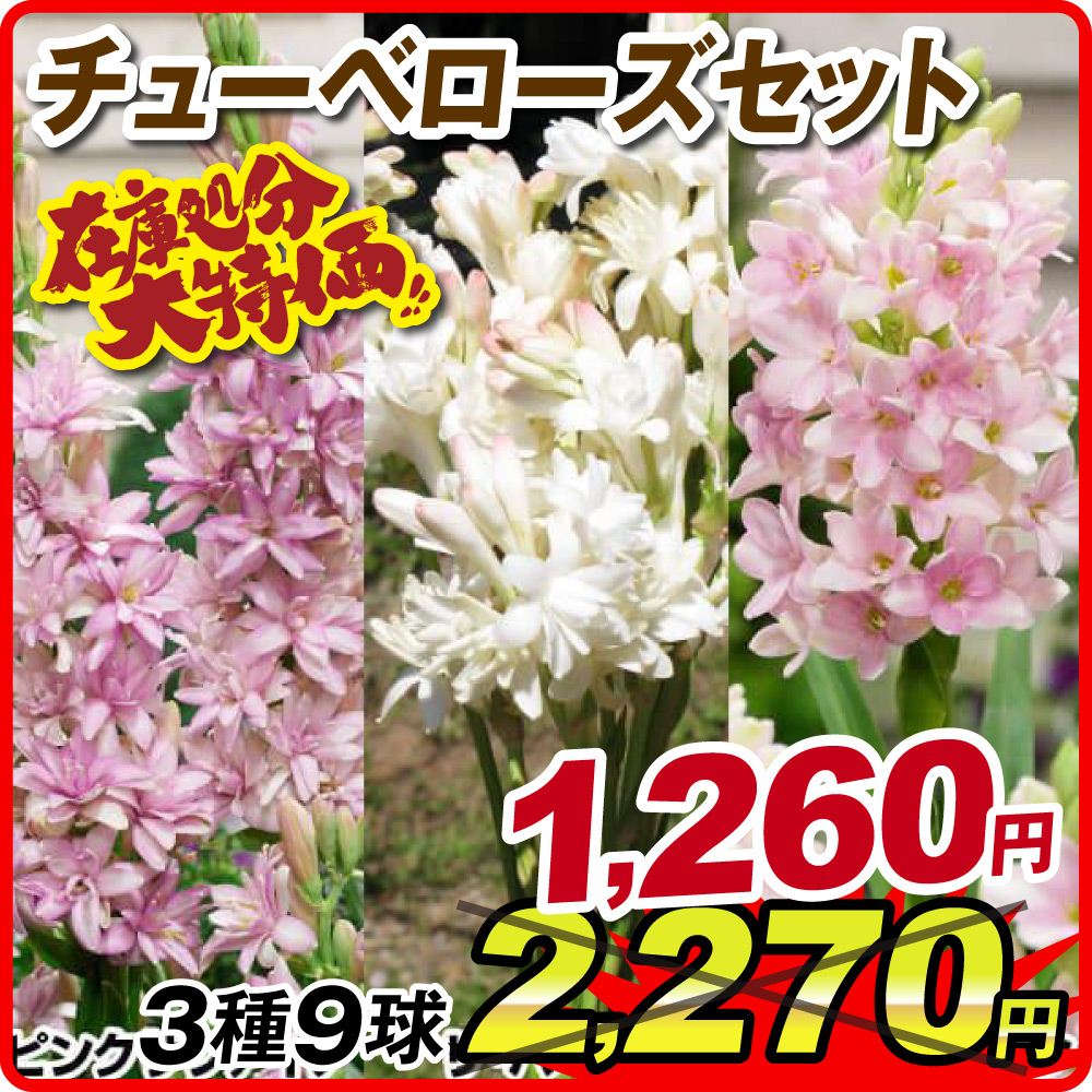 春植え球根 チューベローズセット 3種9球 在庫処分