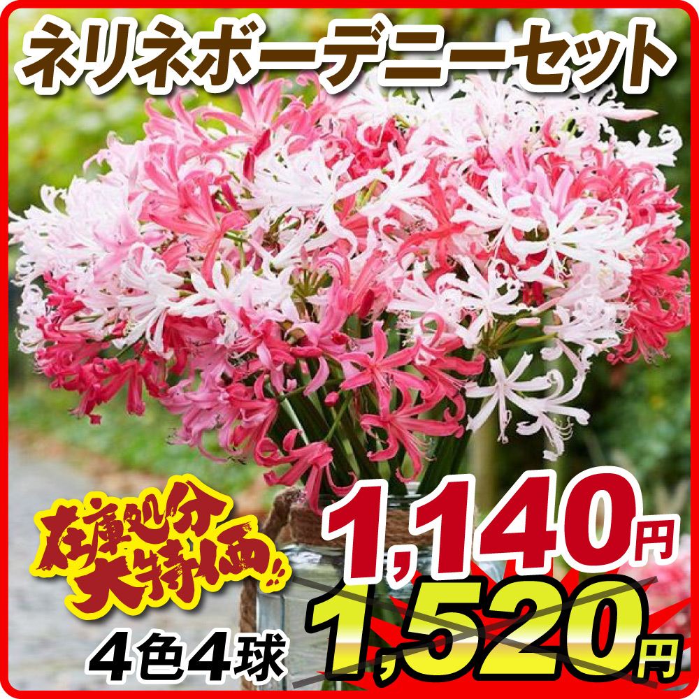 ボーデニーセット