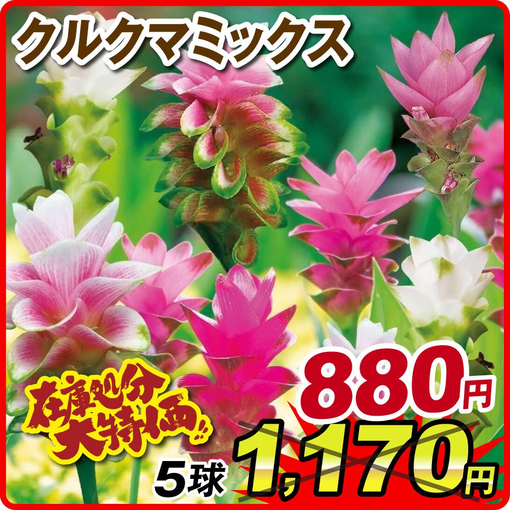 在庫処分 春植え球根 クルクマミックス