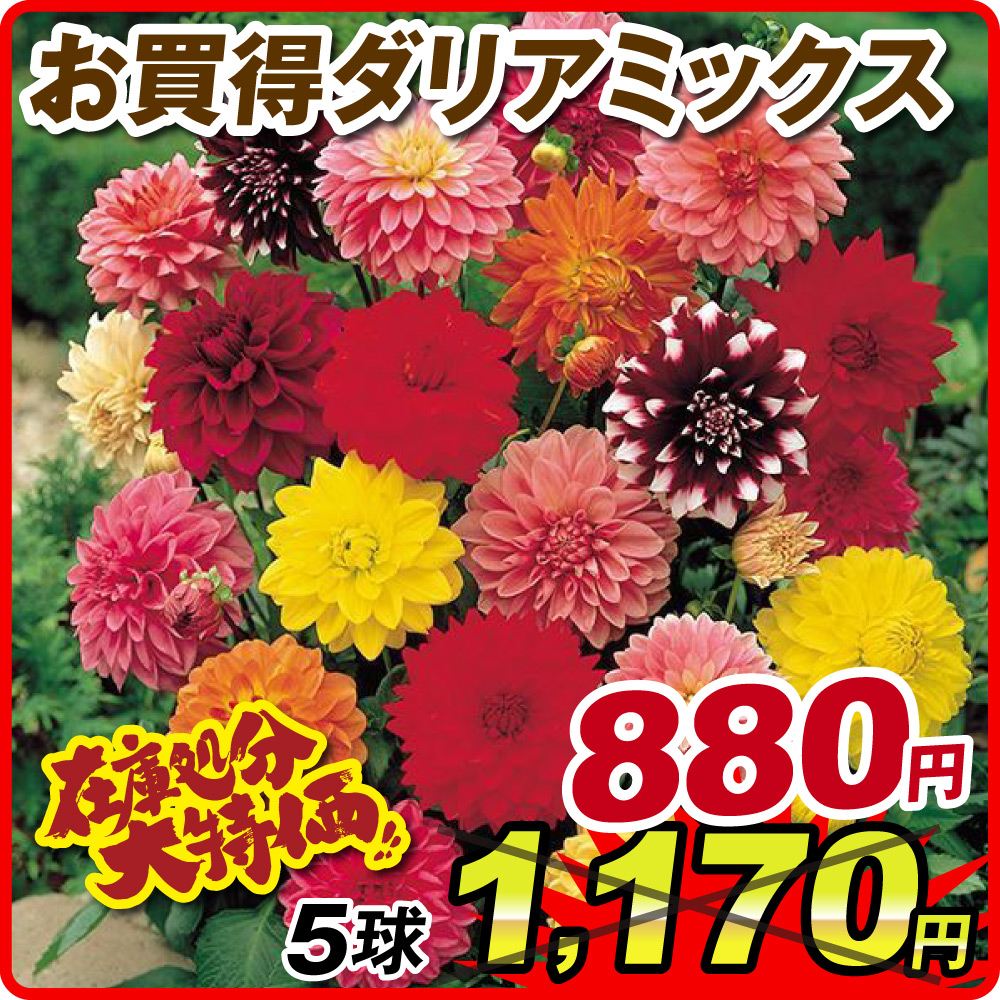 買得ダリアミックス