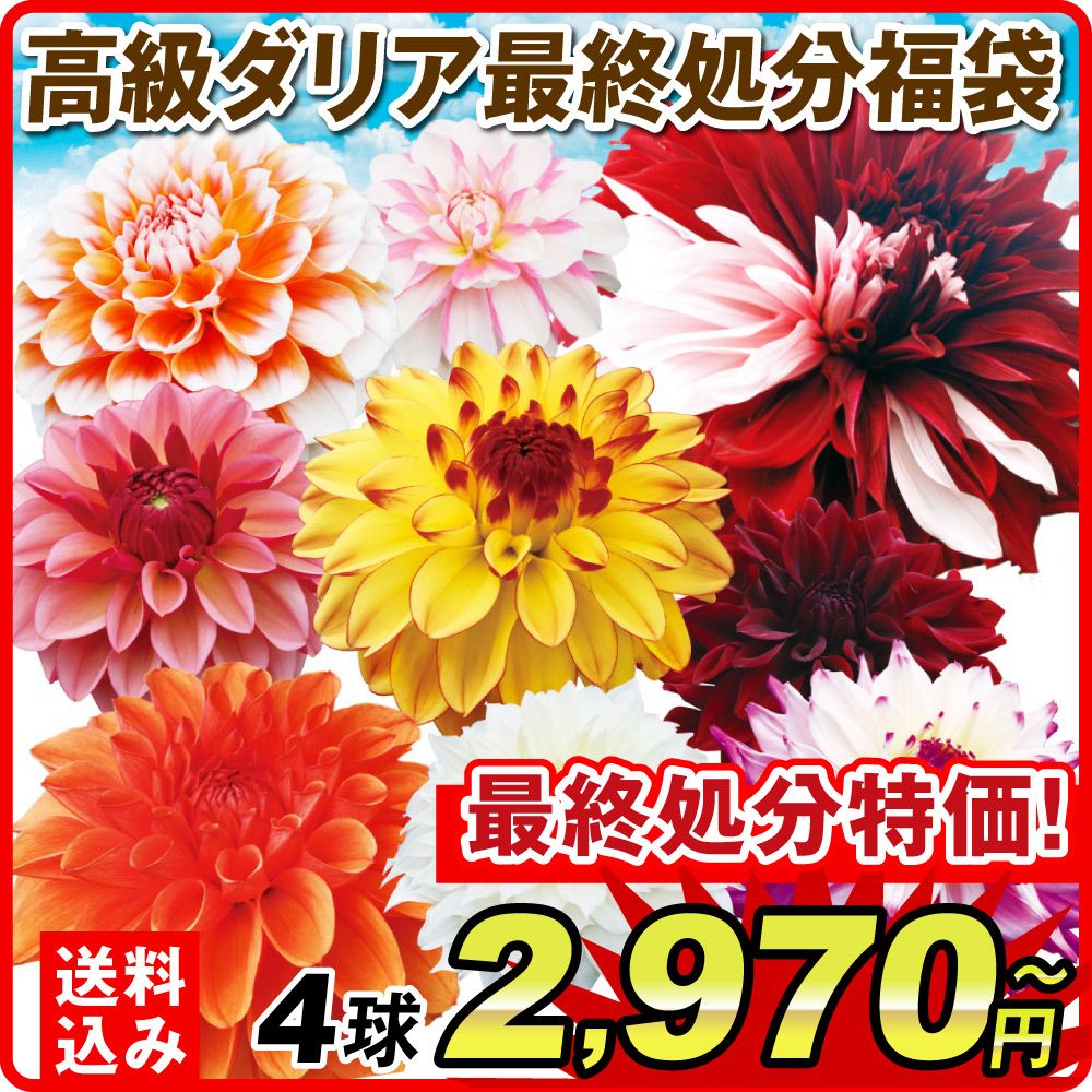 高級ダリア福袋3球