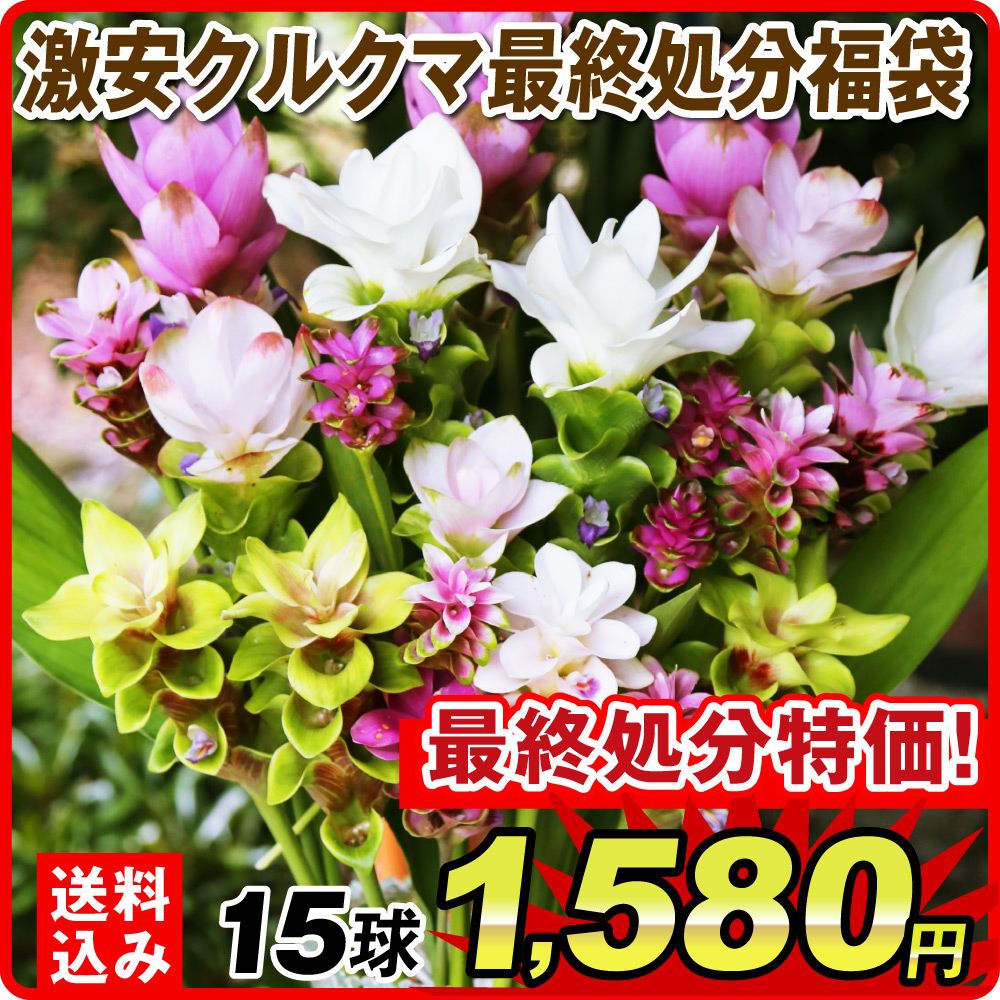 激安クルクマ福袋