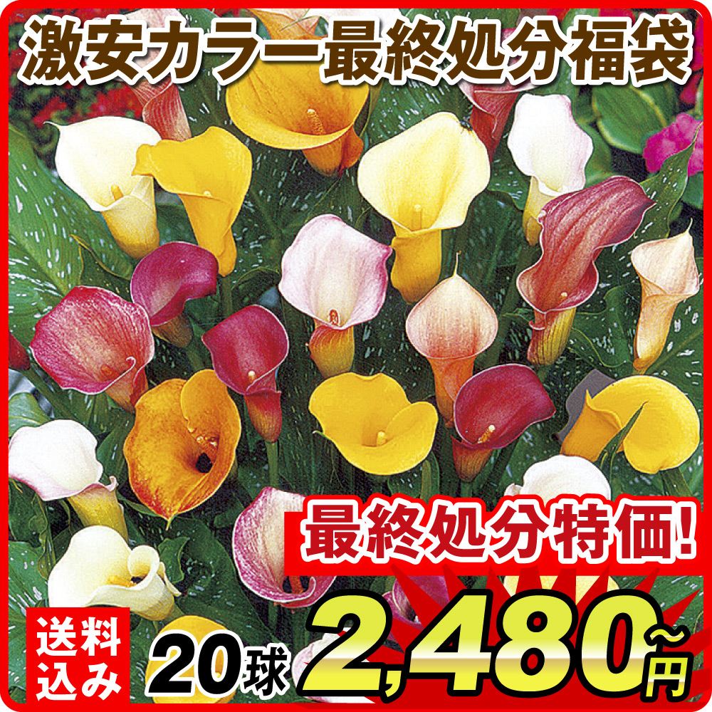激安カラー福袋