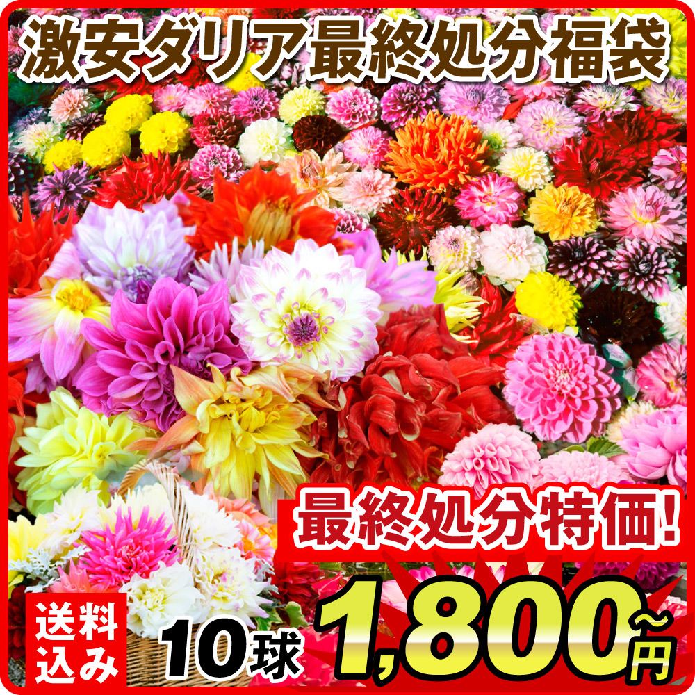 激安ダリア福袋3球