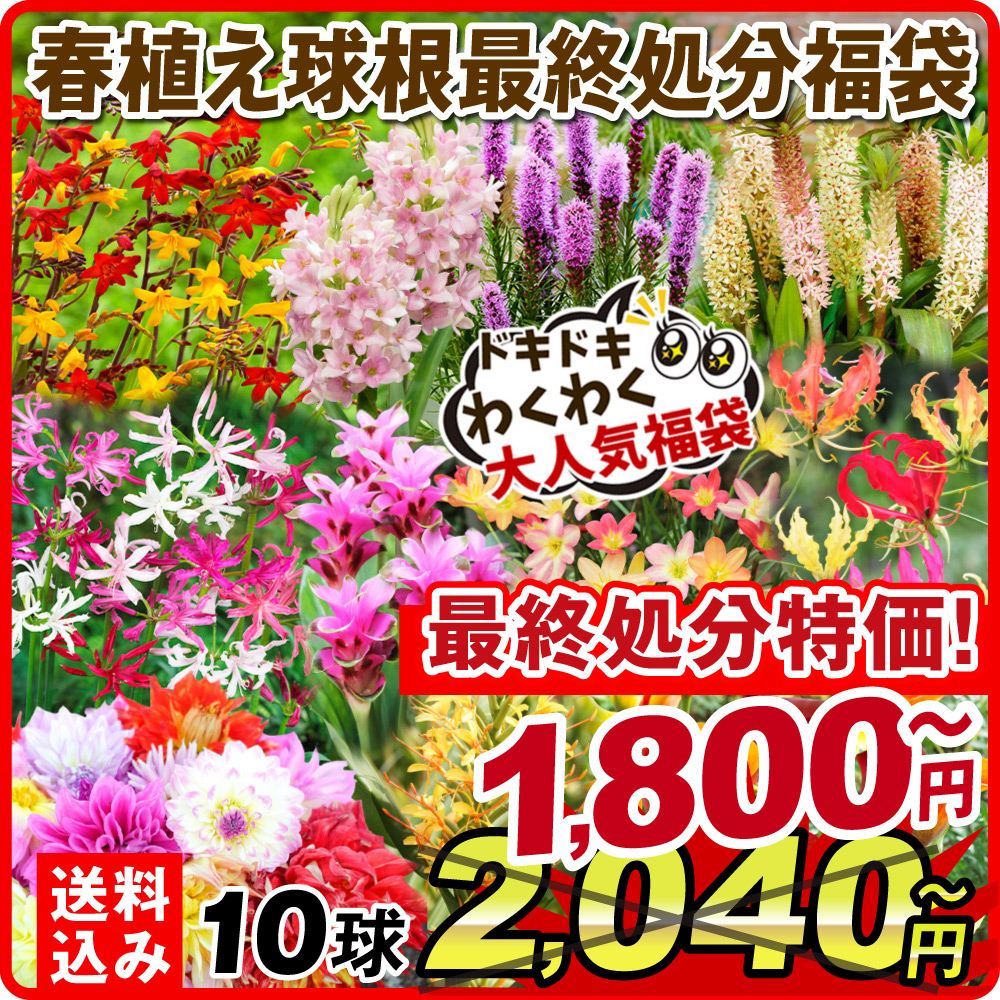 春植え球根福袋10球以上