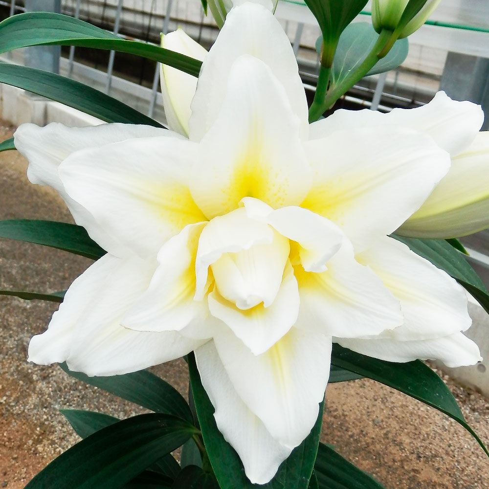 ユリ 球根 ローズリリー プリマダブルリリー(イルバナ)