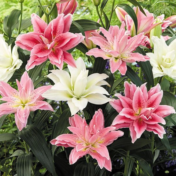 ユリ球根 特選八重咲オリエンタルリリー詰合せ（品種見計らい・名称付き） 10球 送料無料