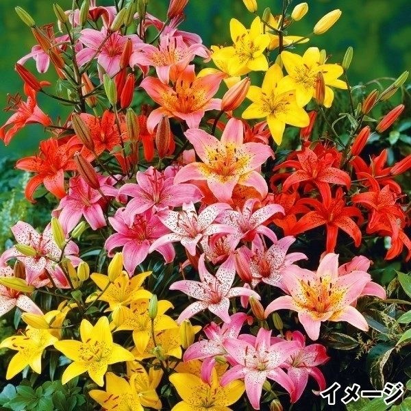 ユリ 球根 すかしユリ 特選すかしユリ詰合せ(品種見計らい・名称付き) 20球