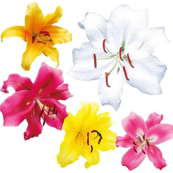 ユリ球根 特選カサブランカ詰合せ（品種見計らい・名称付き） 20球 送料無料