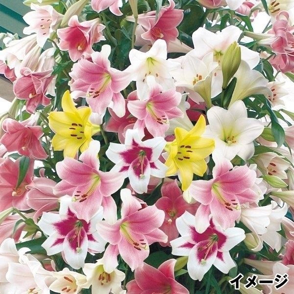 ユリ 球根 鉄砲ユリ 特選鉄砲ユリ詰合せ(品種見計らい・名称付き) 20球