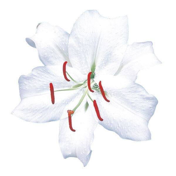 球根 花ユリ 8月咲カサブランカ