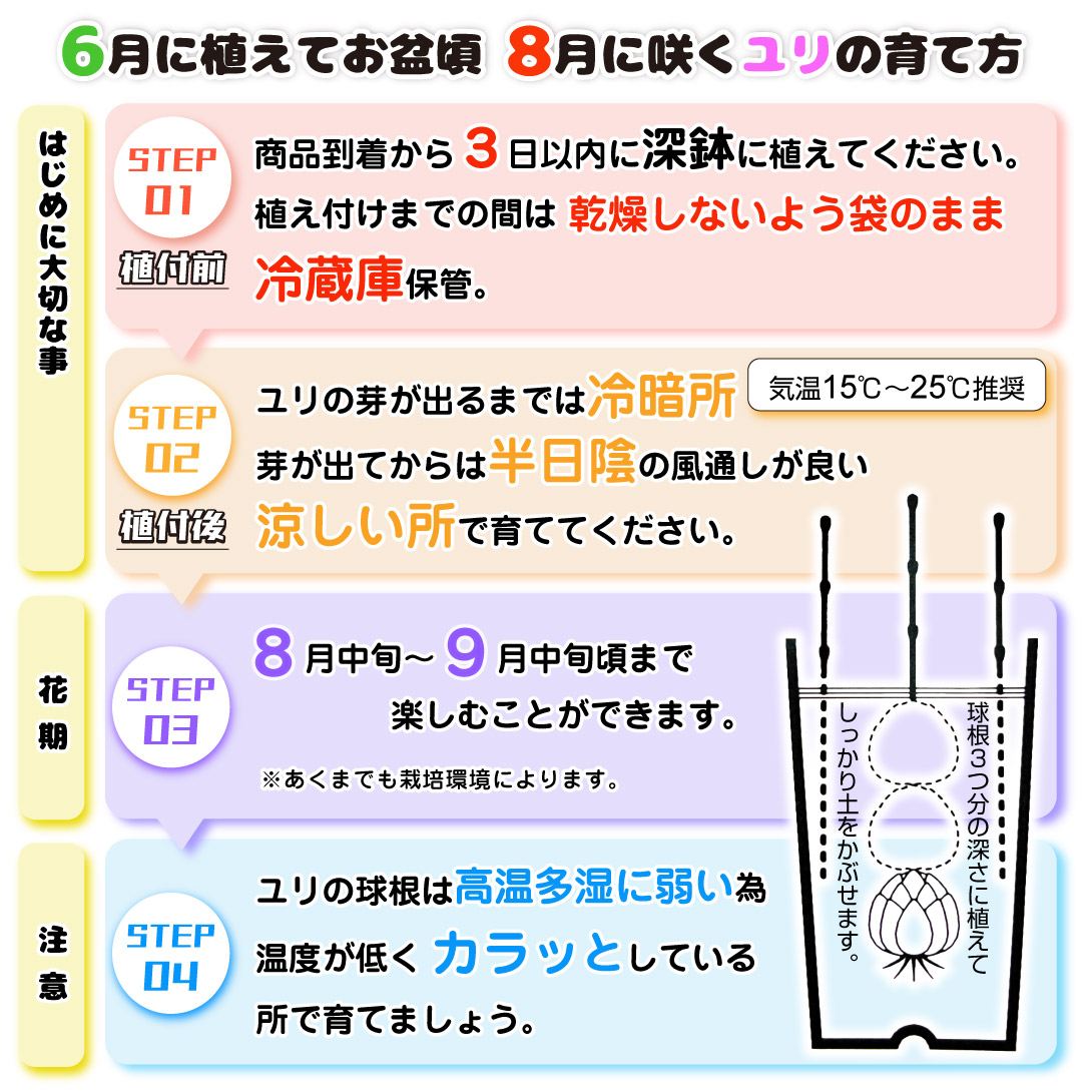 8月咲ユリ育て方