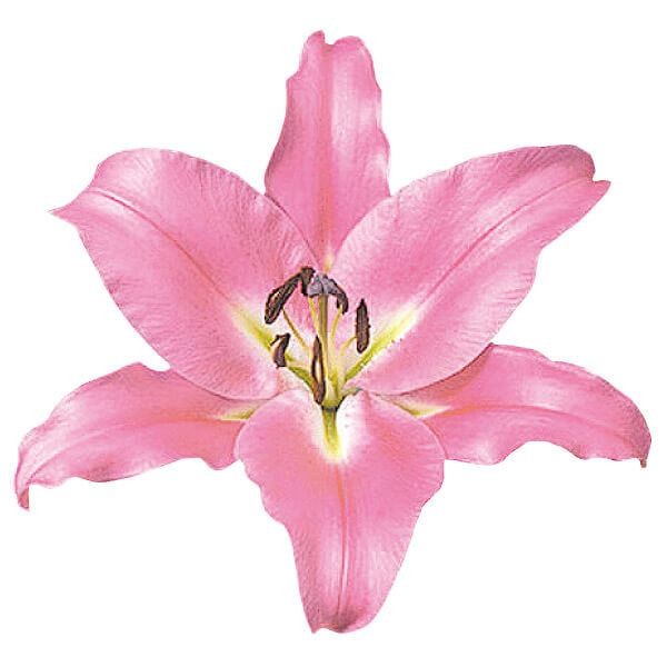 球根 花ユリ 8月咲ピンクカサブランカ（ラブラドール）