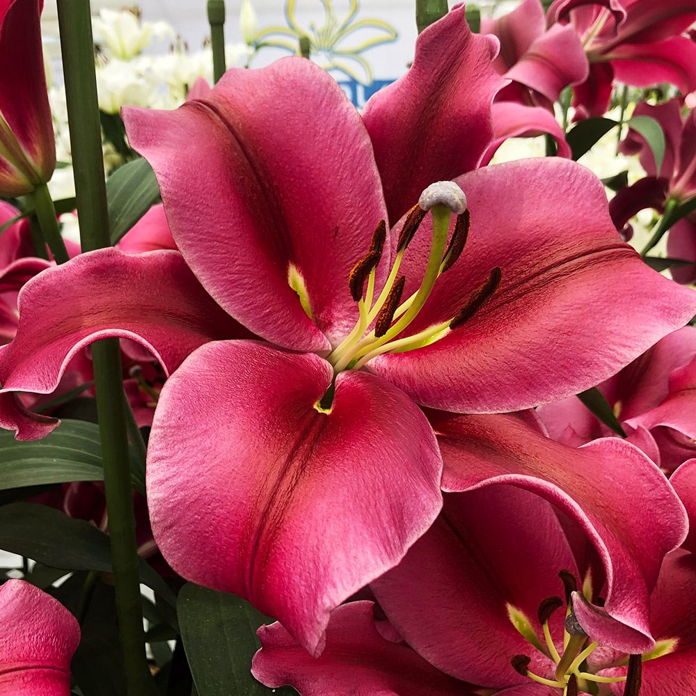 球根 花ユリ 8月咲レッドカサブランカ(パラッツォ)