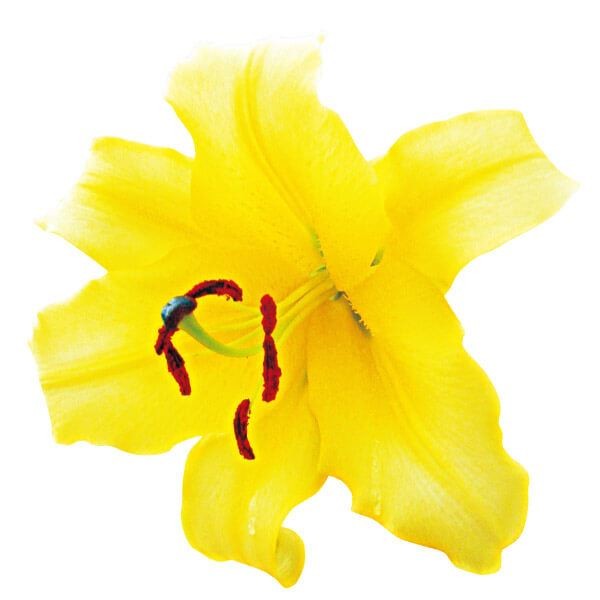 球根 花ユリ 8月咲ゴールデンカサブランカ（コンカドール）