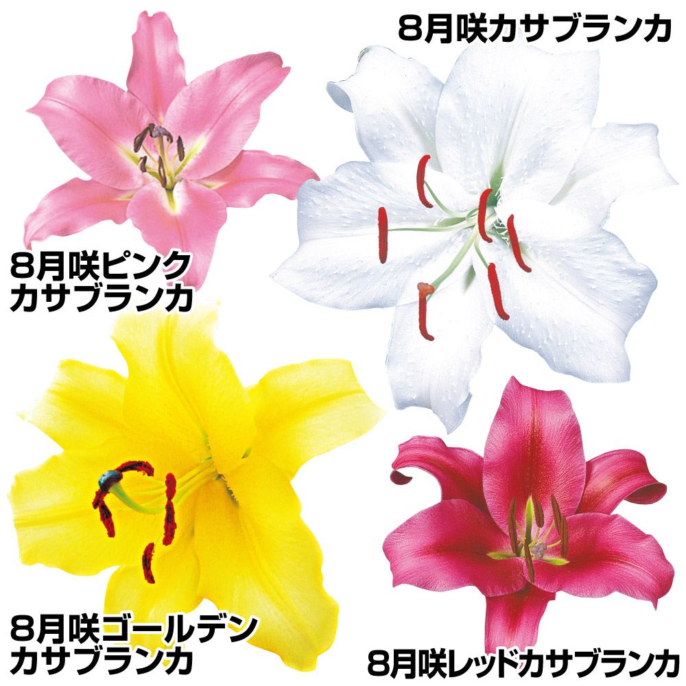 球根 花ユリ 8月咲カサブランカセット 4種12球(各3球)