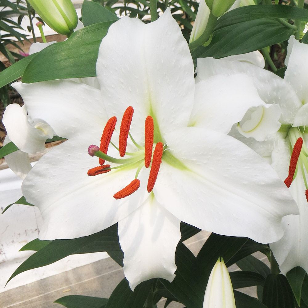 球根 花ユリ 8月咲シベリア