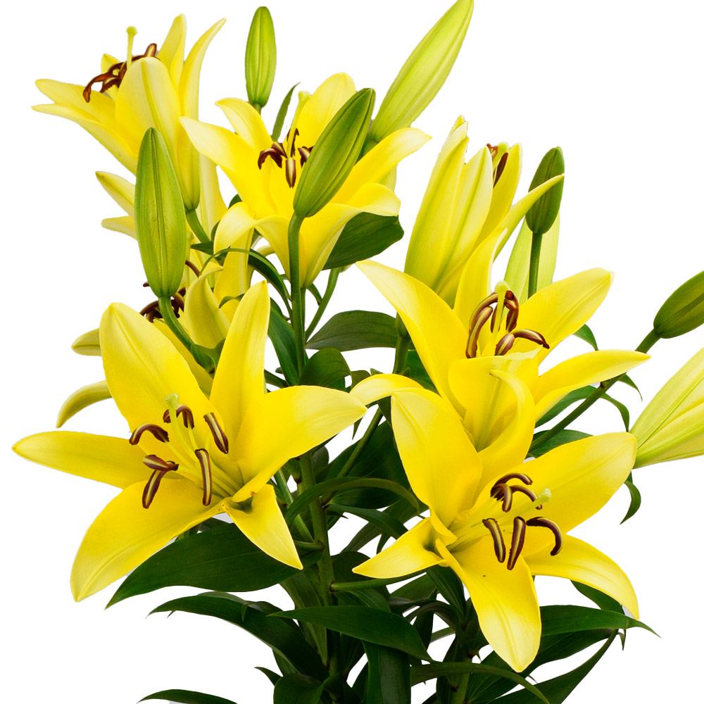 球根 花ユリ 8月咲イエローウィン