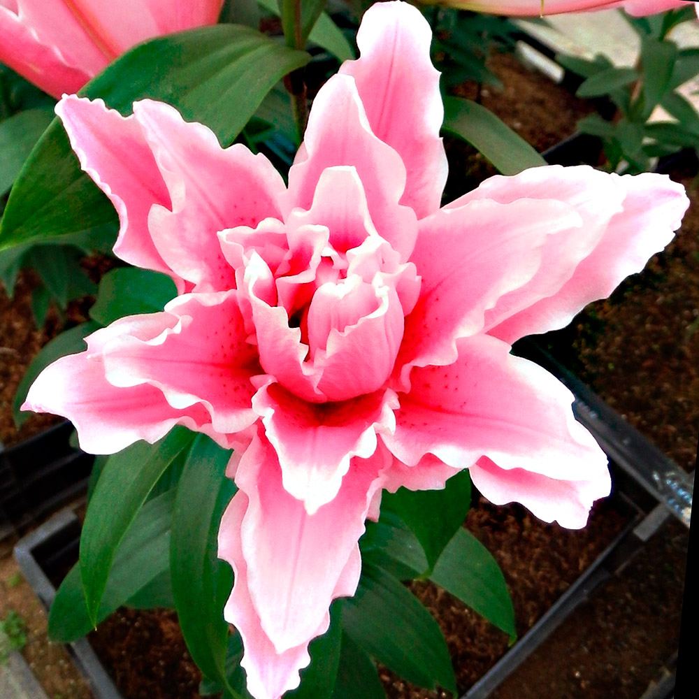 球根 花ユリ 8月咲ビクトリアシークレット 6球