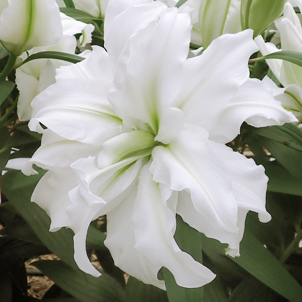 球根 花ユリ 8月咲ローズリリーアイシャ 6球