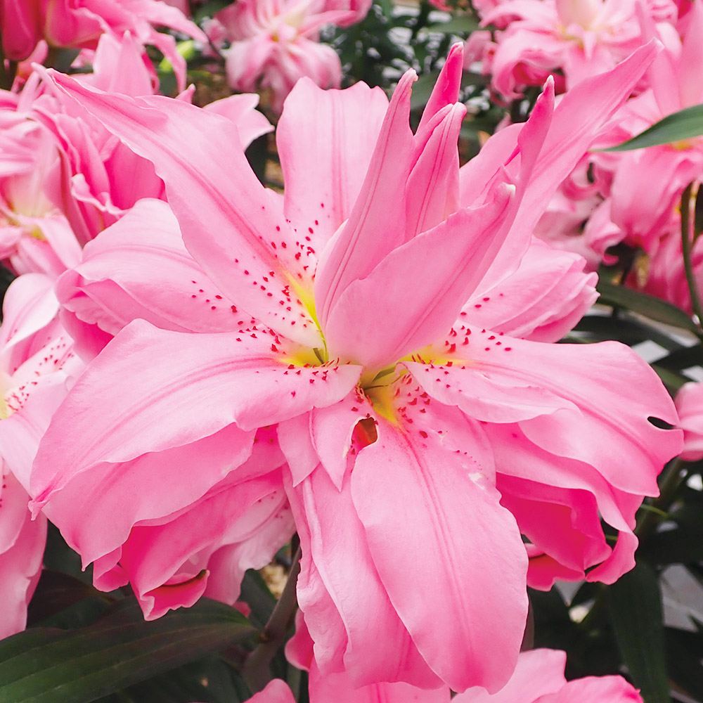 球根 花ユリ 8月咲ディアンサ 6球