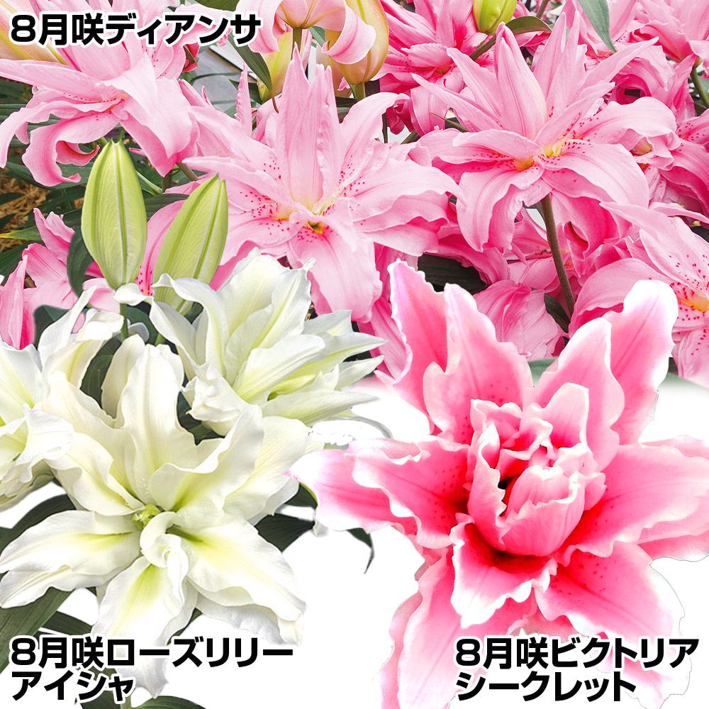 球根 花ユリ 8月咲八重咲きオリエンタルリリーセット 3種9球(各3球)