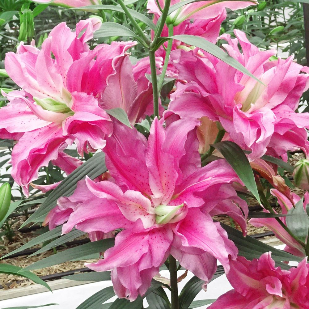 球根 花ユリ 8月咲ジセラ 6球