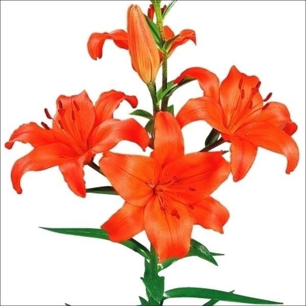 球根 すかしユリ 8月咲すかしユリ橙花 6球