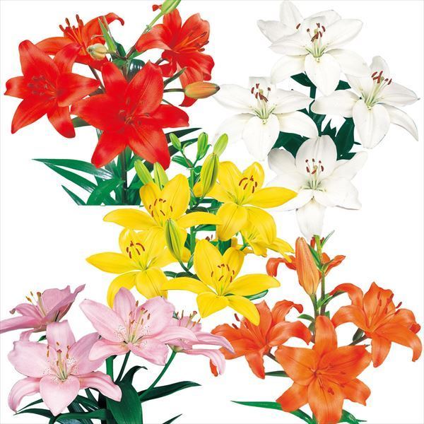 球根 すかしユリ 8月咲すかしユリセット 5色15球(各3球)