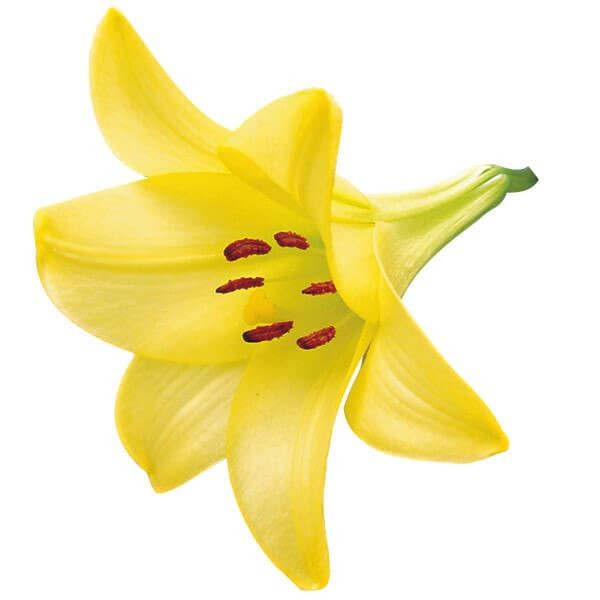 球根 鉄砲ユリ 8月咲鉄砲ユリ デリアナ