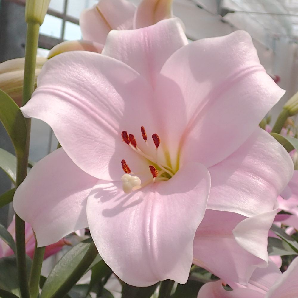 球根 すかしユリ 8月咲カリ